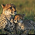 cheetah from Dad 2,28,6,04