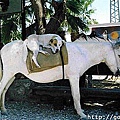 dog riding horse