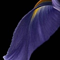 iris-flower.jpg