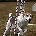 weaver the agility dog-1.jpg