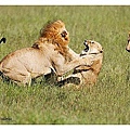 two lions attacking one lioness.jpg