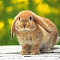 可愛的兔子.jpg