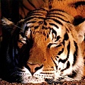 sleeping tiger.jpg