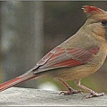 female cardinal.jpg