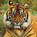 tiger-1.jpg