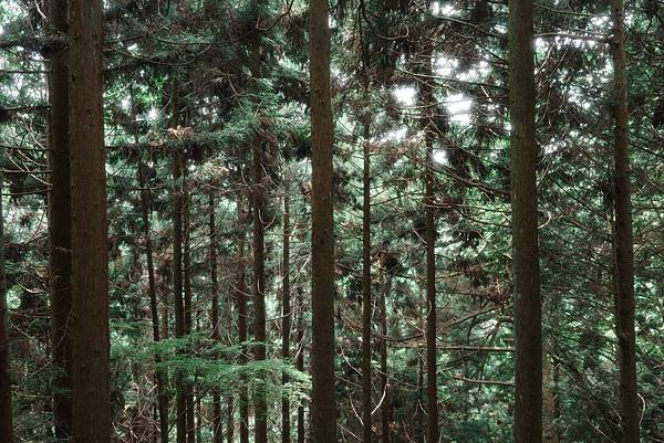 【日本・御岳山】有著神犬保佑的山・健行
