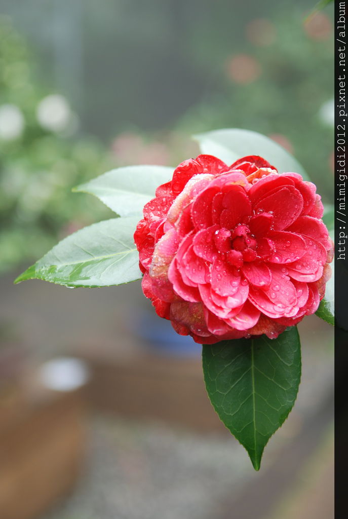 camellia002