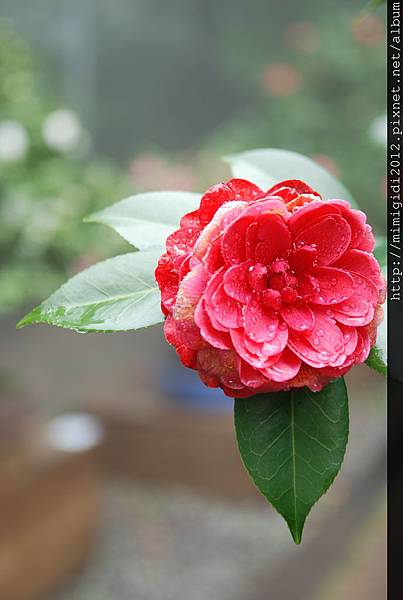 camellia002