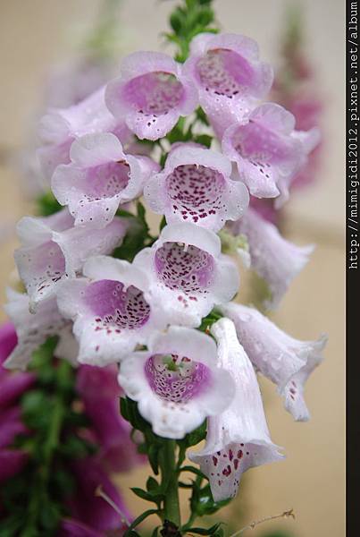 digitalis001