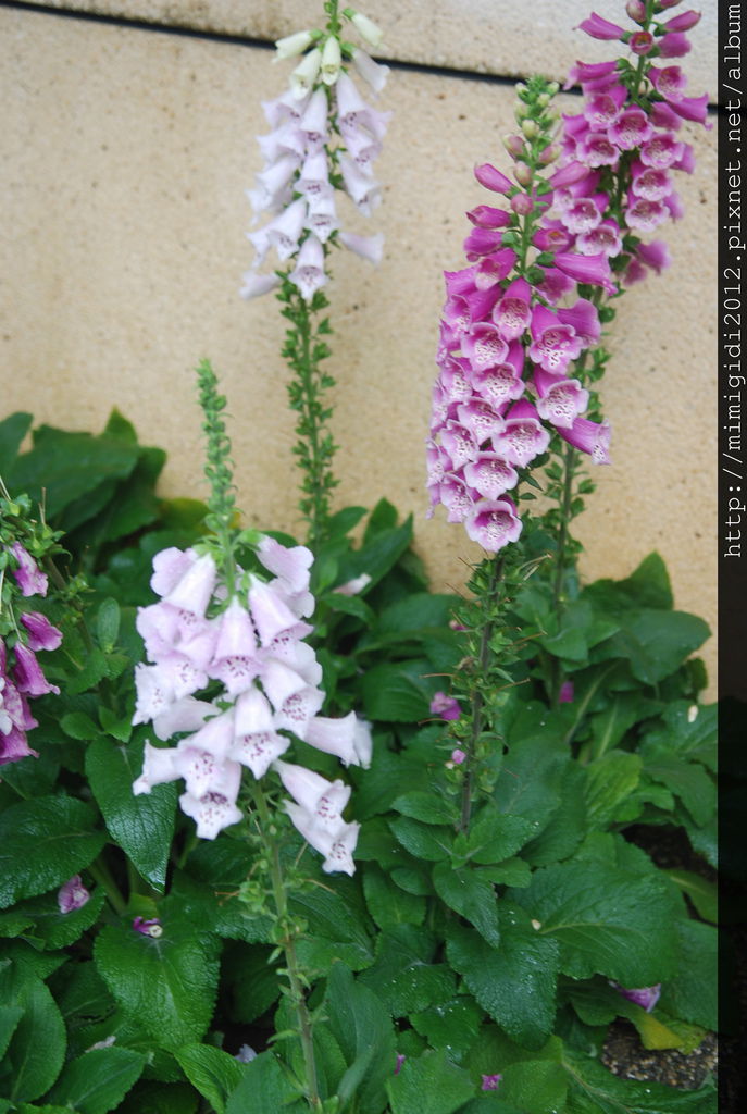 digitalis002