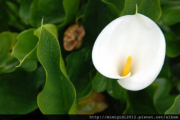 Calla lilies001