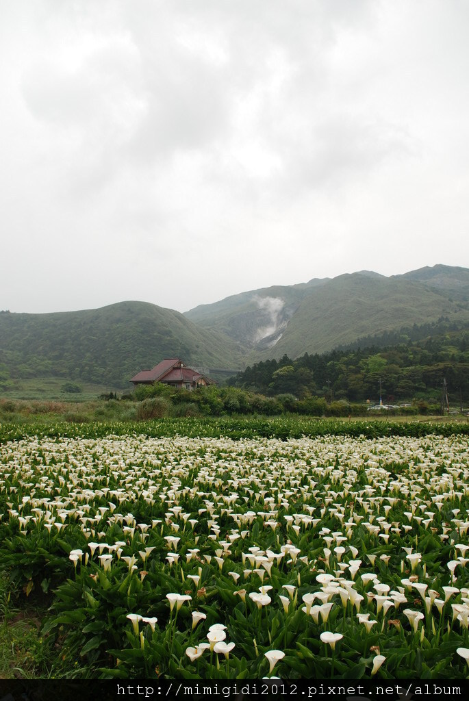 Calla lilies002