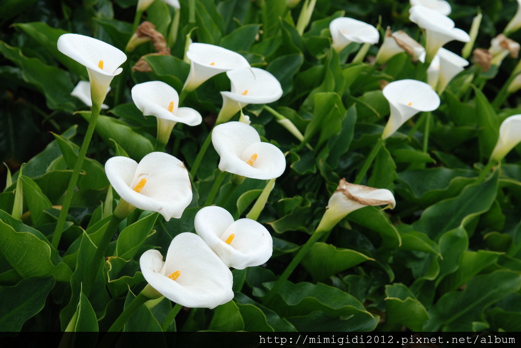 Calla lilies003