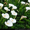 Calla lilies003