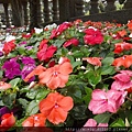 Impatiens002