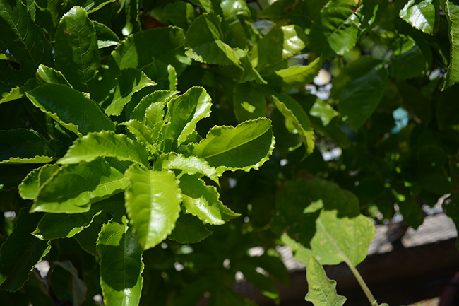 DSC_0078.JPG DSC_0078.JPG