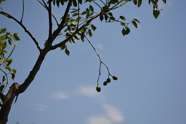 DSC_0091.JPG DSC_0091.JPG