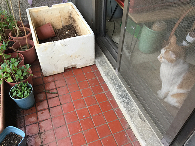 你好窗外 你好窗外