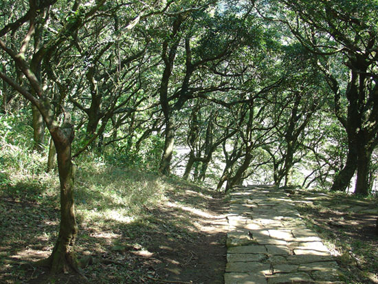 2009/1/18 向天池～興福寮