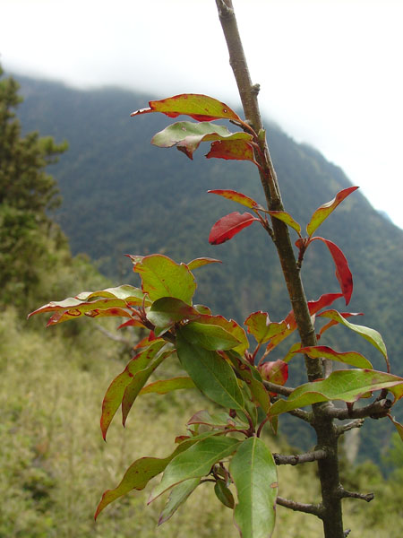 2009/3/28 南橫三星之庫哈諾辛山