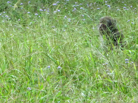 2009/8/29 福山植物園