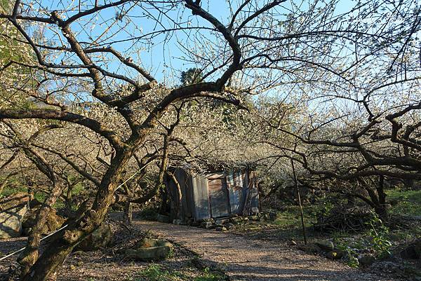 20180113-踏雪尋梅(外坪頂) 20180113-踏雪尋梅(外坪頂)