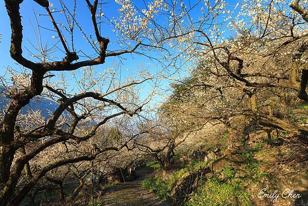 20180113-踏雪尋梅(外坪頂) 20180113-踏雪尋梅(外坪頂)
