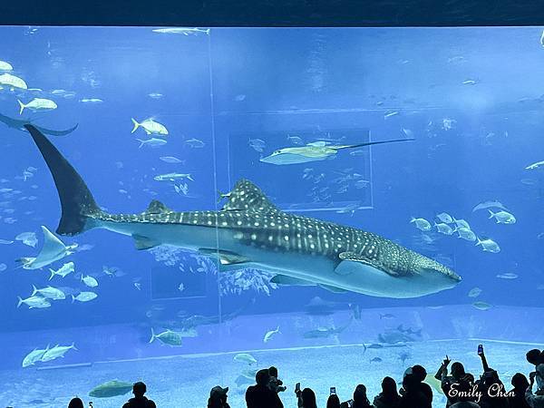 20251128—沖繩（萬座毛、美麗海水族館、古宇利大橋、古