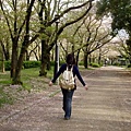 散步在櫻花林下的英