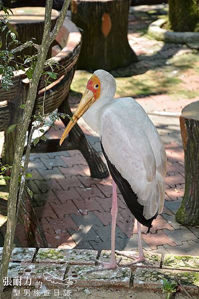 吉隆坡鳥園-8 拷貝.jpg