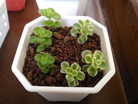 (斑葉)嬰兒景天的短暫美夢|彎彎長長地長著,卻沒躲過夏天的熱 (斑葉)嬰兒景天的短暫美夢|彎彎長長地長著,卻沒躲過夏天的熱