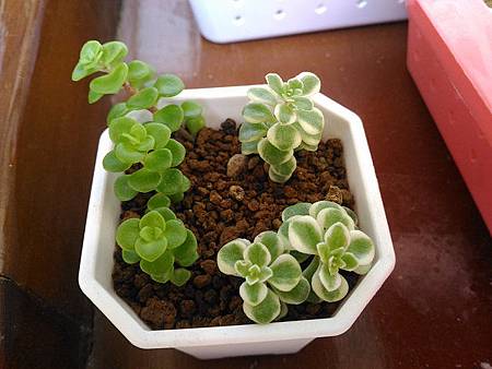 (斑葉)嬰兒景天的短暫美夢｜彎彎長長地長著，卻沒躲過夏天的熱