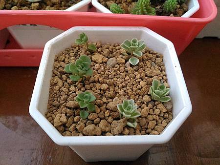 (斑葉)嬰兒景天的短暫美夢|彎彎長長地長著,卻沒躲過夏天的熱 (斑葉)嬰兒景天的短暫美夢|彎彎長長地長著,卻沒躲過夏天的熱