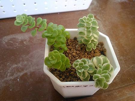 (斑葉)嬰兒景天的短暫美夢|彎彎長長地長著,卻沒躲過夏天的熱 (斑葉)嬰兒景天的短暫美夢|彎彎長長地長著,卻沒躲過夏天的熱