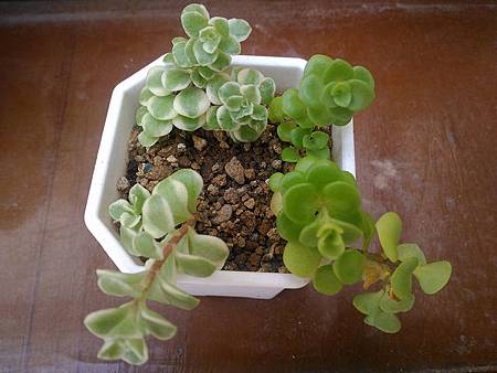 (斑葉)嬰兒景天的短暫美夢|彎彎長長地長著,卻沒躲過夏天的熱 (斑葉)嬰兒景天的短暫美夢|彎彎長長地長著,卻沒躲過夏天的熱