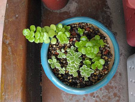 (斑葉)嬰兒景天的短暫美夢|彎彎長長地長著,卻沒躲過夏天的熱 (斑葉)嬰兒景天的短暫美夢|彎彎長長地長著,卻沒躲過夏天的熱