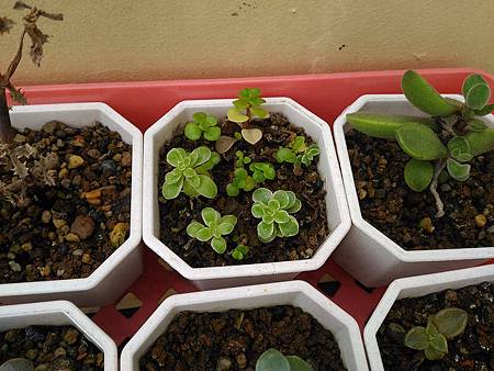 (斑葉)嬰兒景天的短暫美夢｜彎彎長長地長著，卻沒躲過夏天的熱