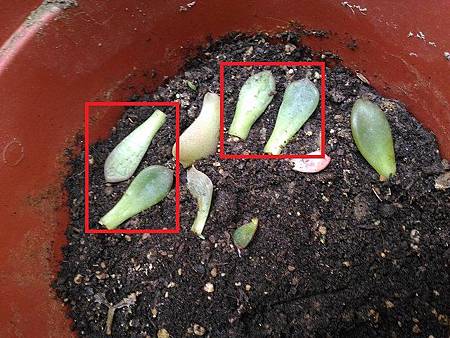 立田的大長腿人生｜本來很美，一熱就拉高了比例