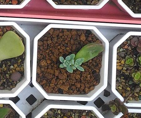 立田的大長腿人生｜本來很美，一熱就拉高了比例