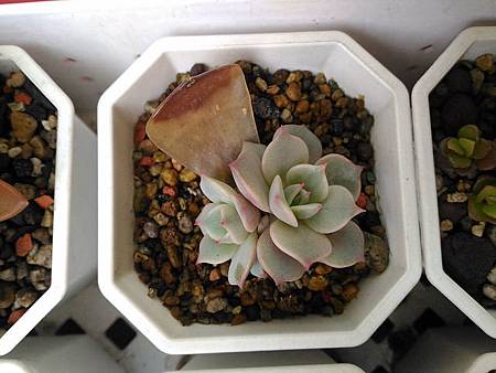 蘿拉的光影追尋｜從明亮出發，卻在陰影中靜靜散場