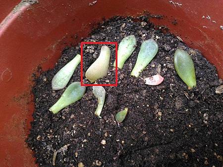 蘿拉的光影追尋|從明亮出發,卻在陰影中靜靜散場 蘿拉的光影追尋|從明亮出發,卻在陰影中靜靜散場