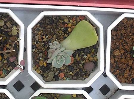 蘿拉的光影追尋｜從明亮出發，卻在陰影中靜靜散場