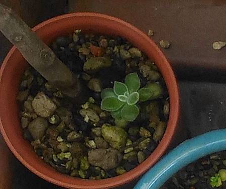 紅輝壽的夏日考驗(初栽)|枯萎後的小芽重生,抗暑之路仍在繼續 紅輝壽的夏日考驗(初栽)|枯萎後的小芽重生,抗暑之路仍在繼續