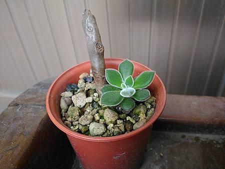 紅輝壽的夏日考驗（初栽）｜枯萎後的小芽重生，抗暑之路仍在繼續