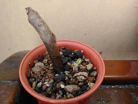 紅輝壽的夏日考驗(初栽)|枯萎後的小芽重生,抗暑之路仍在繼續 紅輝壽的夏日考驗(初栽)|枯萎後的小芽重生,抗暑之路仍在繼續