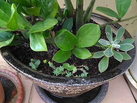 紅輝壽的夏日考驗(初栽)|枯萎後的小芽重生,抗暑之路仍在繼續 紅輝壽的夏日考驗(初栽)|枯萎後的小芽重生,抗暑之路仍在繼續