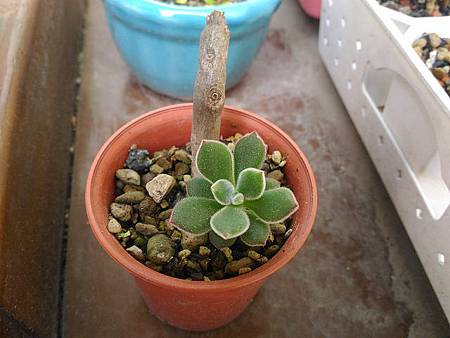 紅輝壽的夏日考驗（初栽）｜枯萎後的小芽重生，抗暑之路仍在繼續