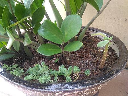 紅輝壽的夏日考驗（初栽）｜枯萎後的小芽重生，抗暑之路仍在繼續