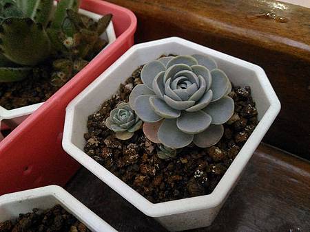 子持蓮華的繁盛一場｜曾經熱熱鬧鬧，如今靜靜落幕