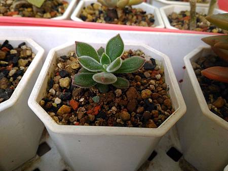 紅輝壽的夏日考驗(初栽)|枯萎後的小芽重生,抗暑之路仍在繼續 紅輝壽的夏日考驗(初栽)|枯萎後的小芽重生,抗暑之路仍在繼續